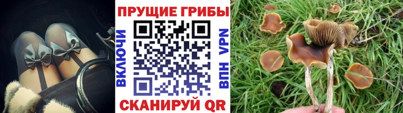 Купить где  Бирюсинск  Галлюциногенные грибы Psilocybe 